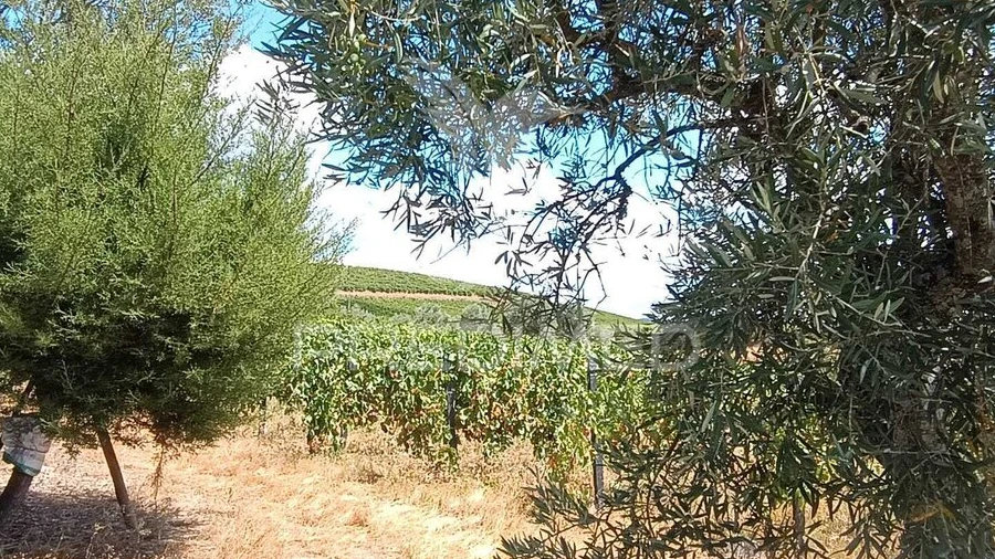 Terreno para Venda em Poiares e Canelas