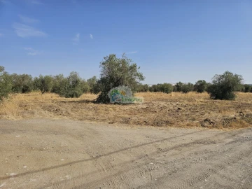 Terreno para Venda em Reguengos de Monsaraz