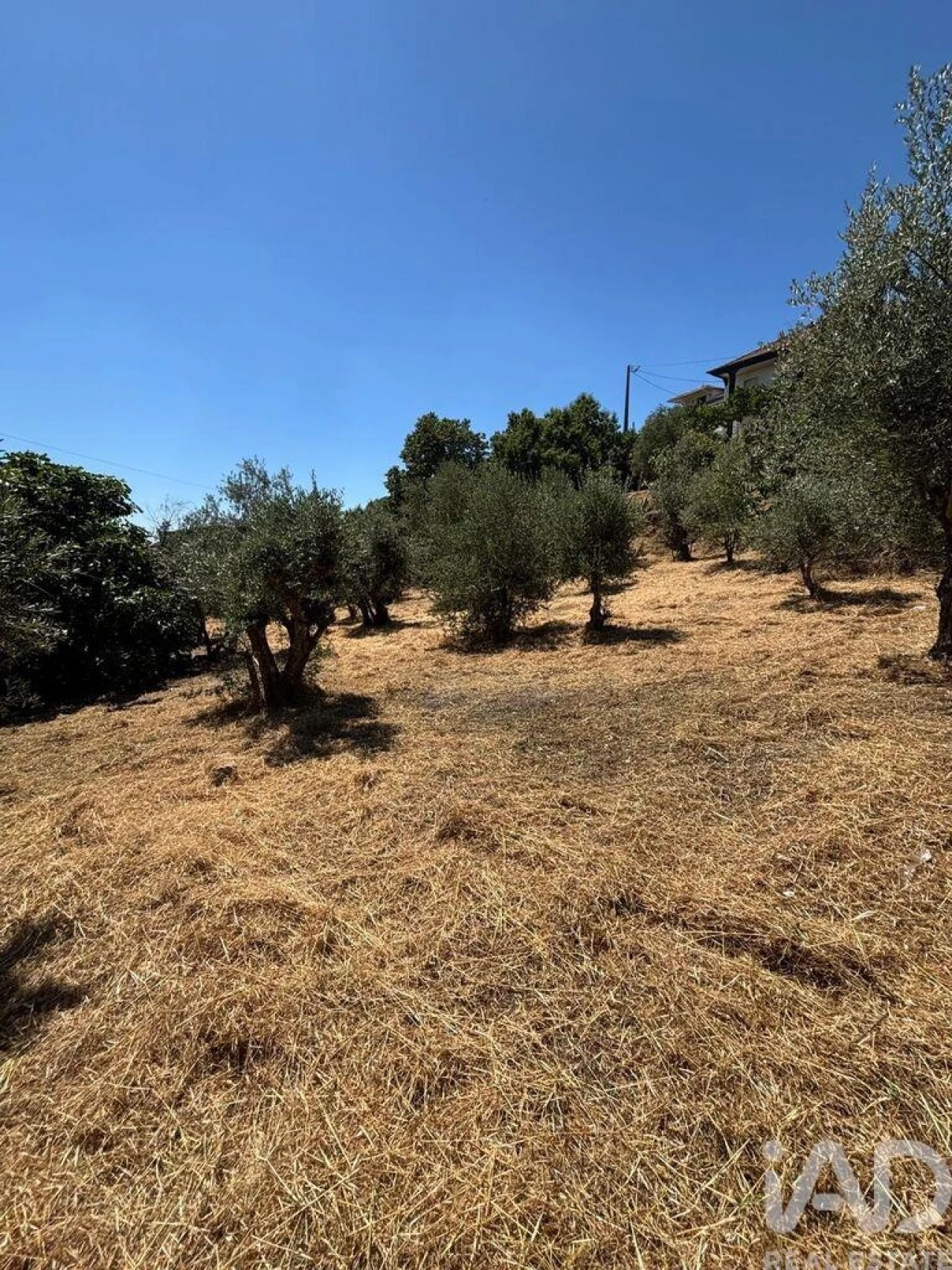 Terreno para Venda em Proença-A-Nova e Peral Foto 2