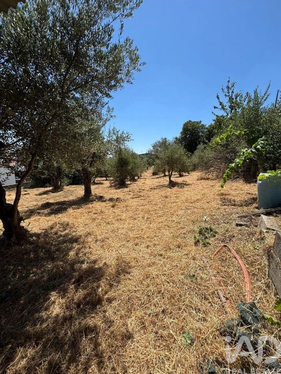 Terreno para Venda em Proença-A-Nova e Peral Foto 9