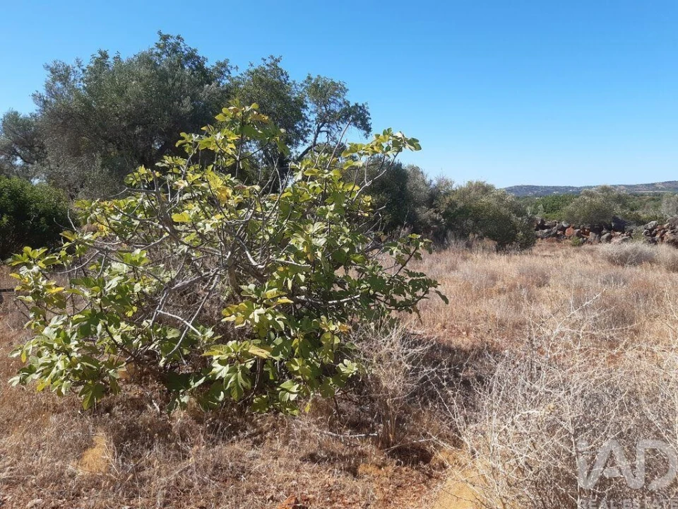 Terreno para Venda em Alte Foto 4
