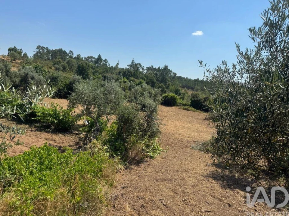 Terreno para Venda em Sobreira Formosa e Alvito da Beira Foto 13