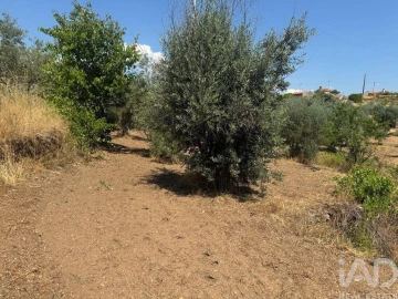 Terreno para Venda em Sobreira Formosa e Alvito da Beira