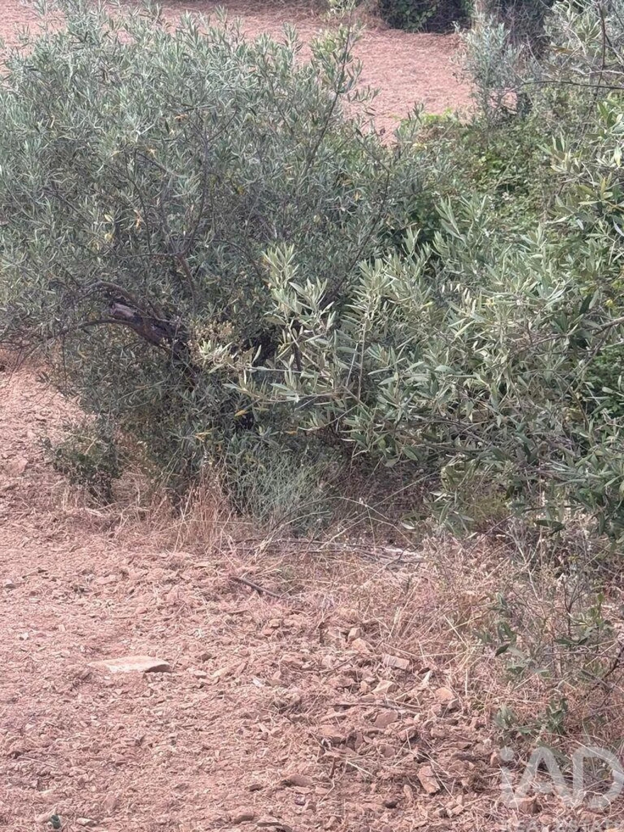 Terreno para Venda em Sobreira Formosa e Alvito da Beira Foto 32