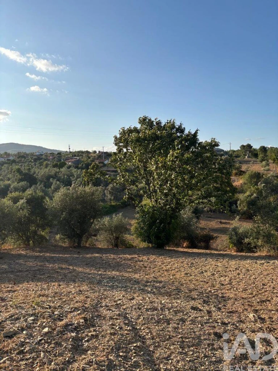 Terreno para Venda em Sobreira Formosa e Alvito da Beira Foto 29