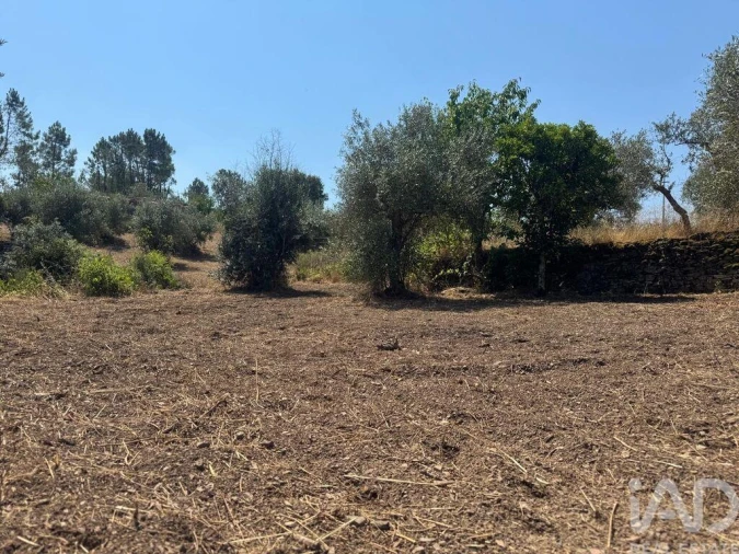 Terreno para Venda em Sobreira Formosa e Alvito da Beira Foto 16
