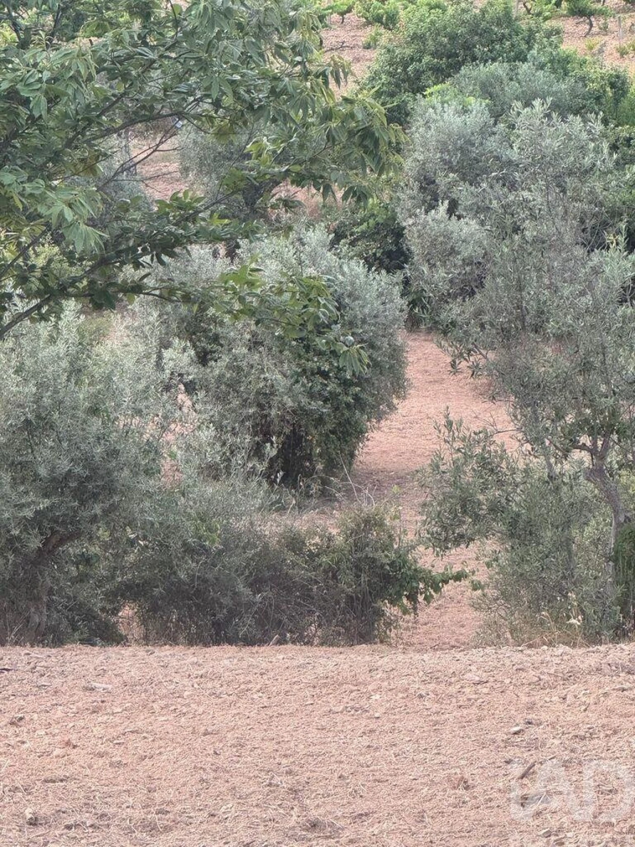 Terreno para Venda em Sobreira Formosa e Alvito da Beira Foto 9