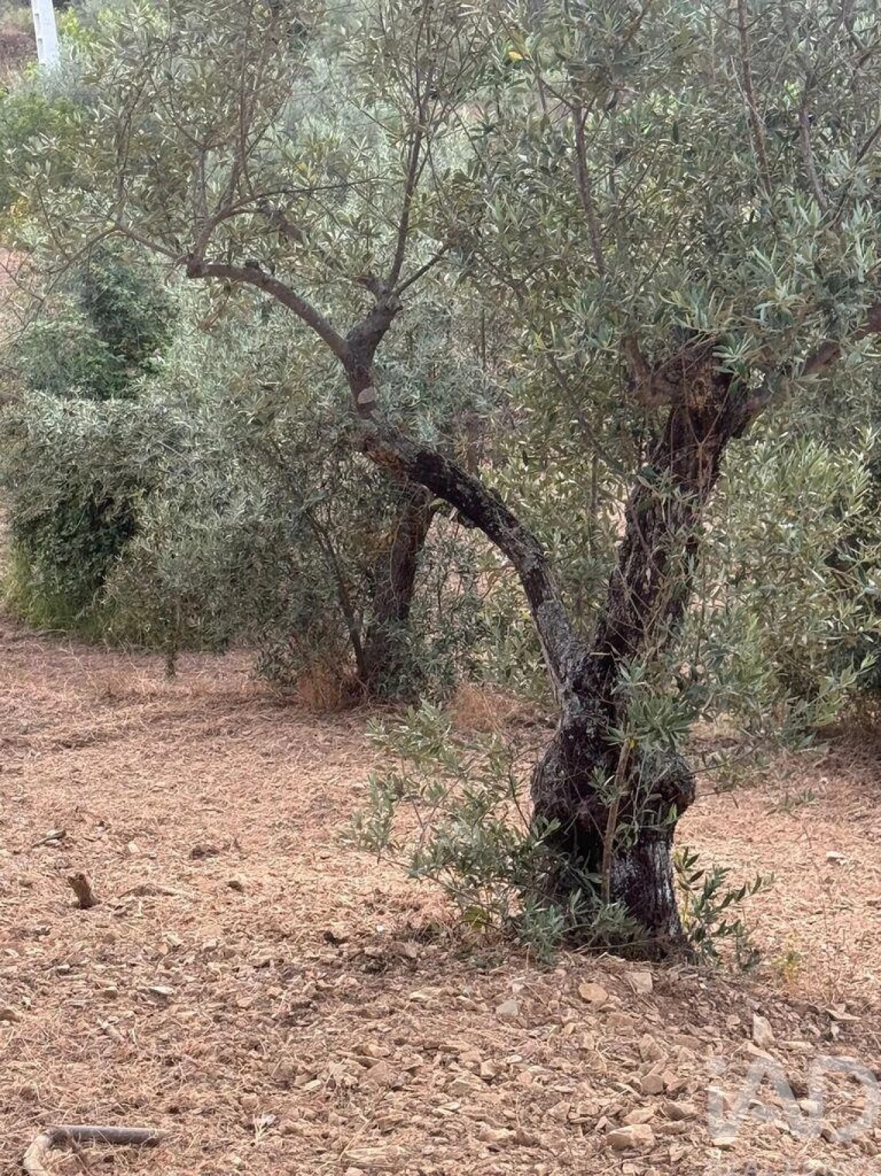 Terreno para Venda em Sobreira Formosa e Alvito da Beira Foto 3