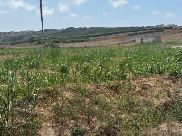 Terreno para Venda em São Pedro da Cadeira