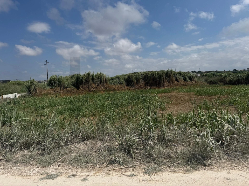 Terreno para Venda em São Pedro da Cadeira Foto 13