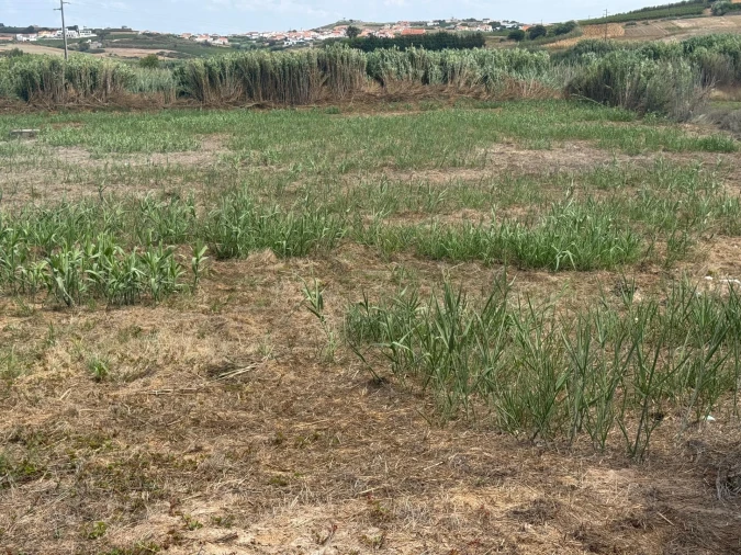 Terreno para Venda em São Pedro da Cadeira Foto 24