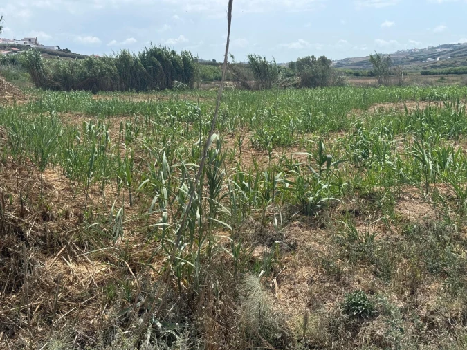 Terreno para Venda em São Pedro da Cadeira Foto 19