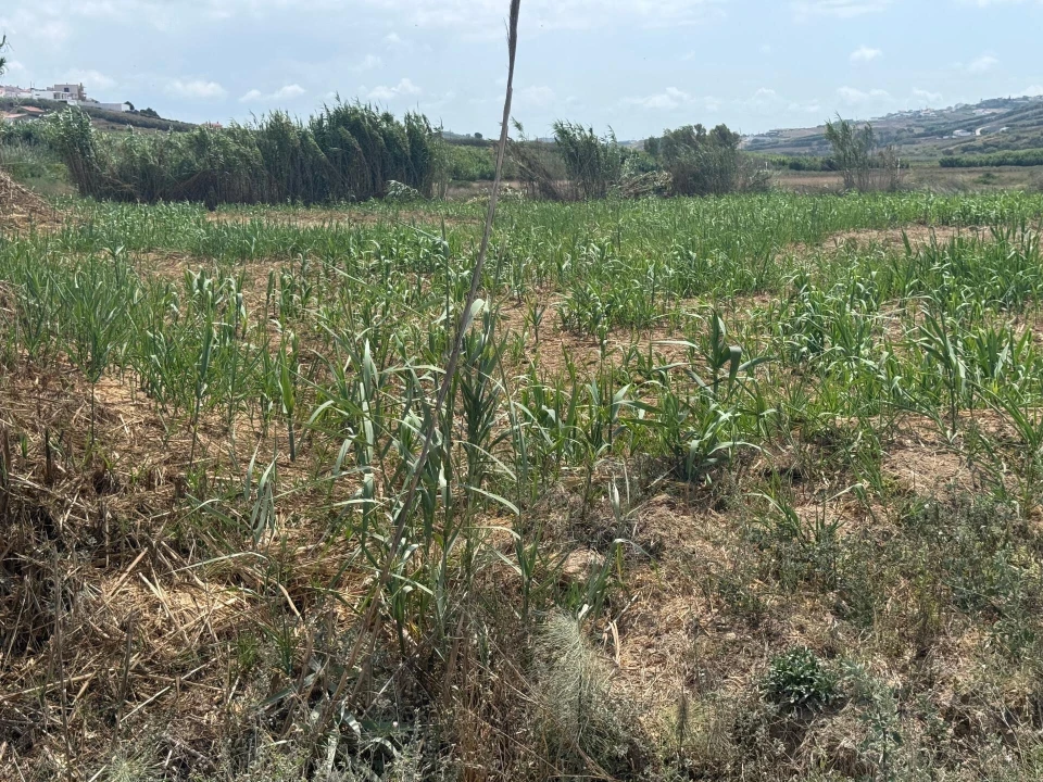Terreno para Venda em São Pedro da Cadeira Foto 19