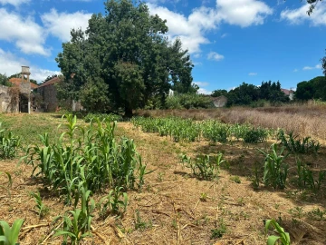 Terreno para Venda em Ventosa