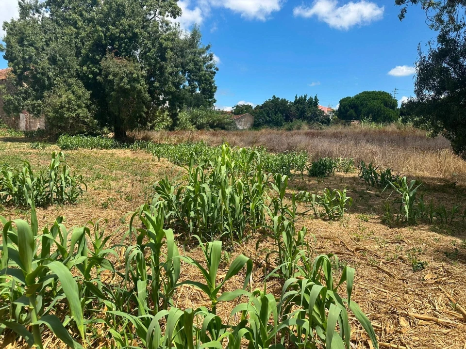 Terreno para Venda em Ventosa Foto 6