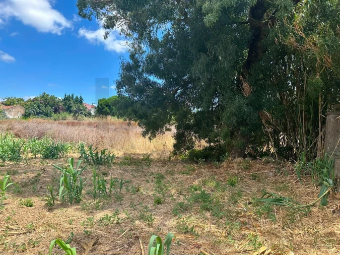 Terreno para Venda em Ventosa Foto 4