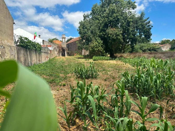 Terreno para Venda em Ventosa Foto 7