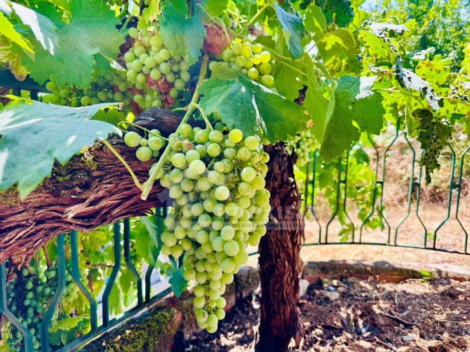 Moradia T2 para Venda em Figueiró dos Vinhos e Bairradas Foto 34