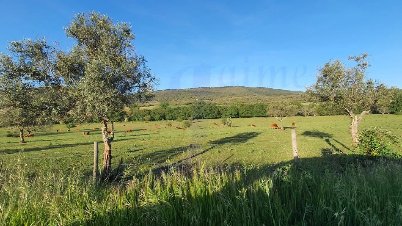 Quinta T2 para Venda em São Salvador da Aramenha Foto 43