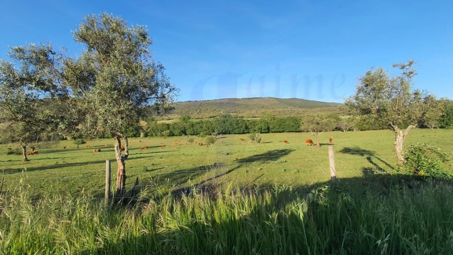 Quinta T2 para Venda em São Salvador da Aramenha Foto 43