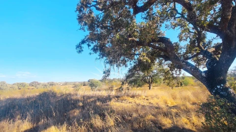 Terreno Misto para Venda em Grândola e Santa Margarida da Serra