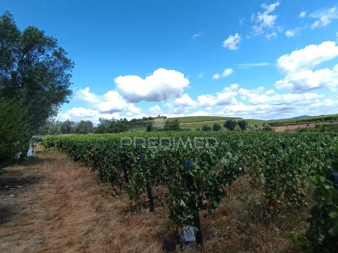 Terreno para Venda em Poiares e Canelas Foto 3