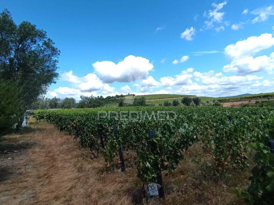 Terreno para Venda em Poiares e Canelas Foto 3