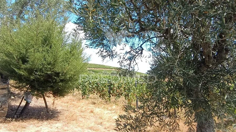 Terreno para Venda em Poiares e Canelas