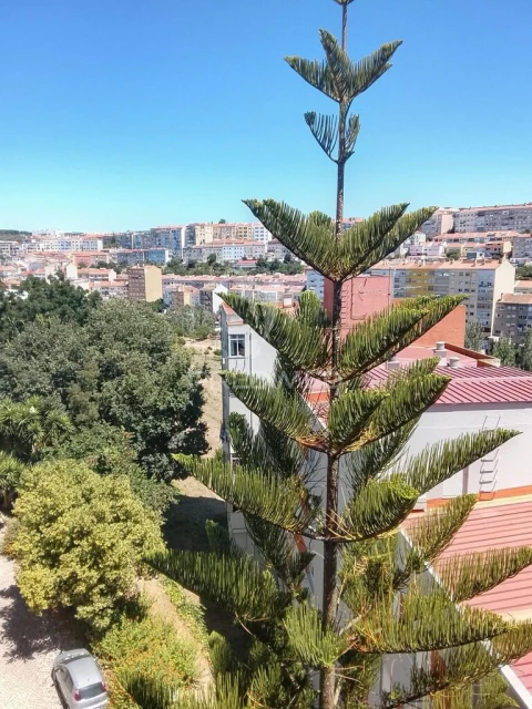 Apartamento T3 para Venda em Massamá e Monte Abraão