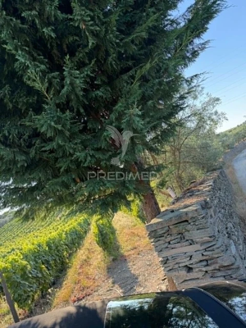 Terreno para Venda em Poiares e Canelas