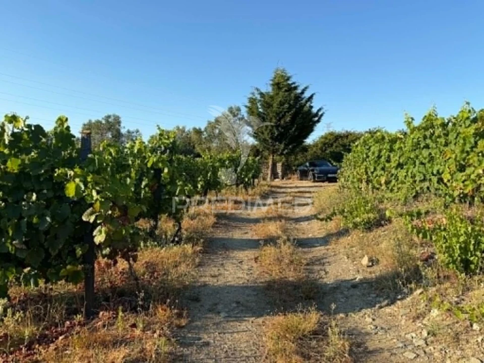 Terreno para Venda em Poiares e Canelas Foto 12