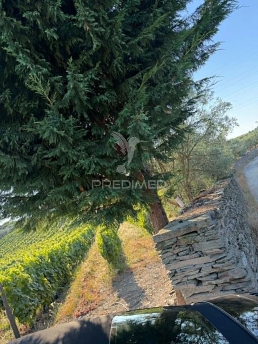 Terreno para Venda em Poiares e Canelas Foto 13