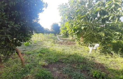 Quinta para Venda em Souto e Tabaçô