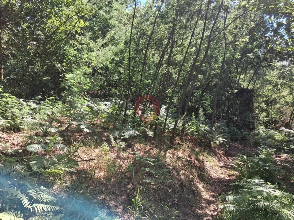 Terreno para Venda em São Paio Foto 7