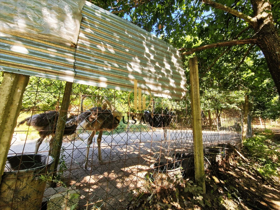 Quinta T3 para Venda em Gove Foto 29