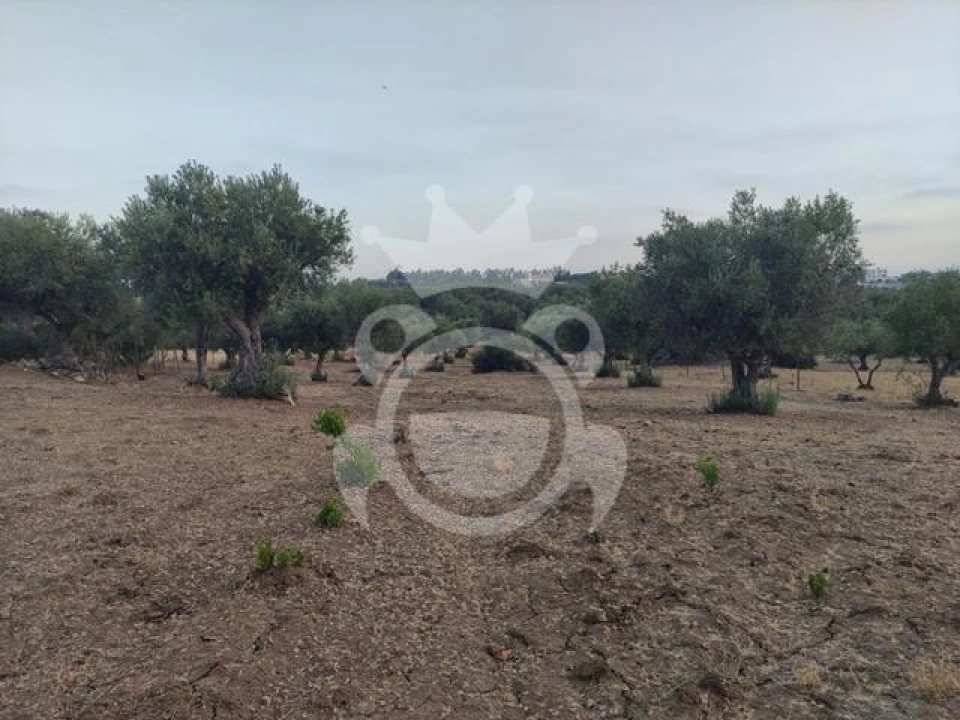 Terreno para Venda em Reguengos de Monsaraz Foto 3