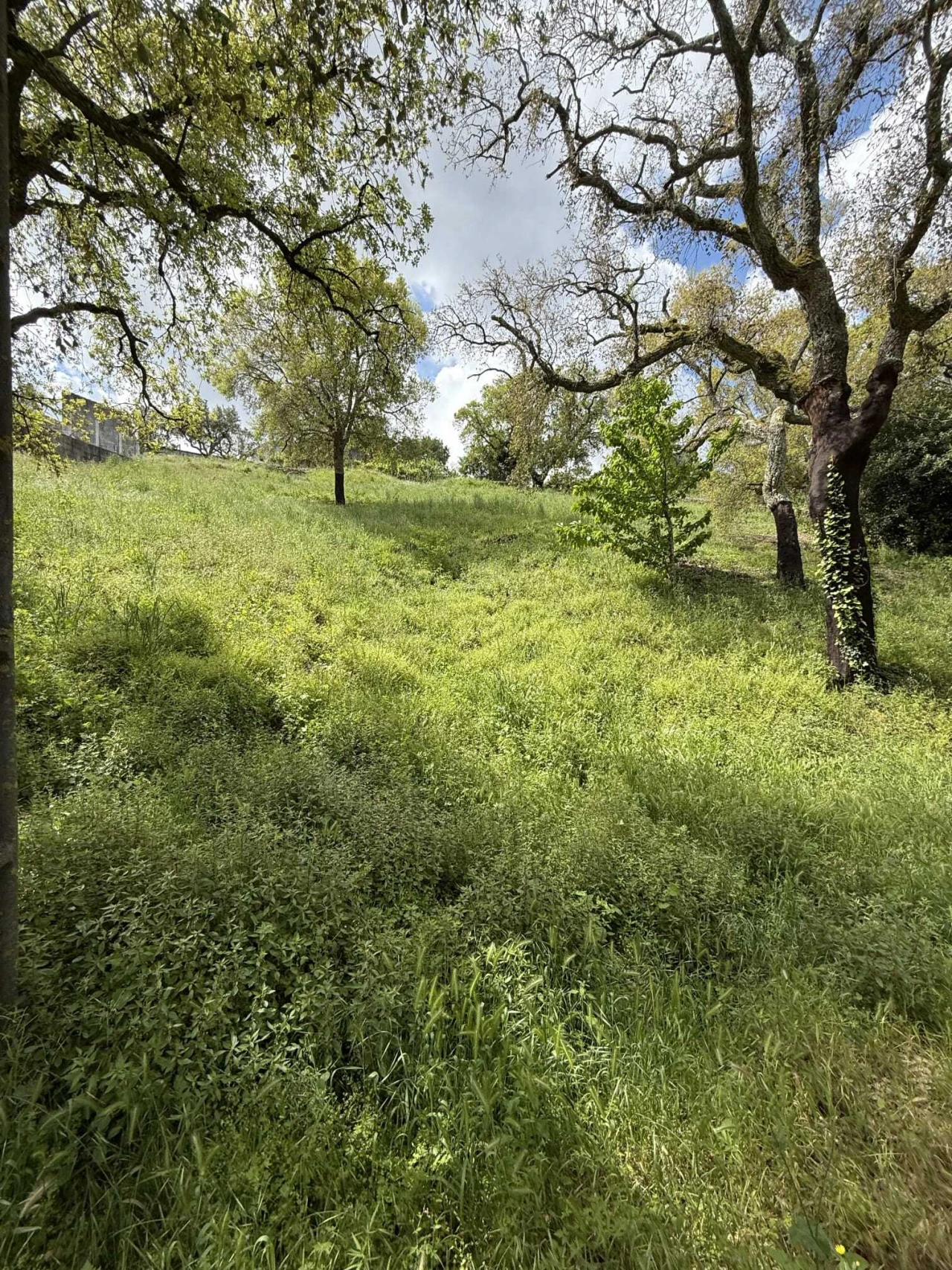 Terreno para Venda em Vila de Rei Foto 8