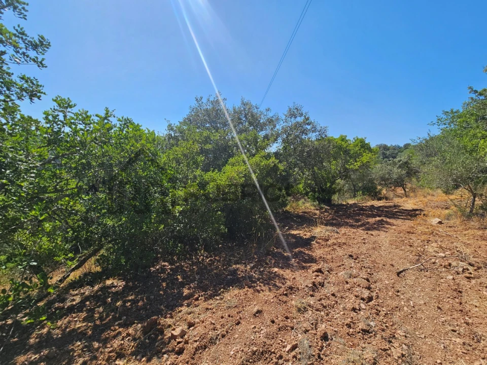 Terreno Agricola ou Rústico para Venda em Querença, Tôr e Benafim Foto 2