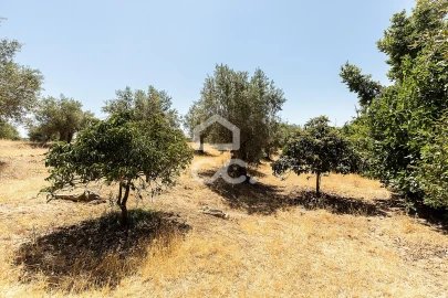 Quinta T1 para Venda em Vila Nova da Baronia