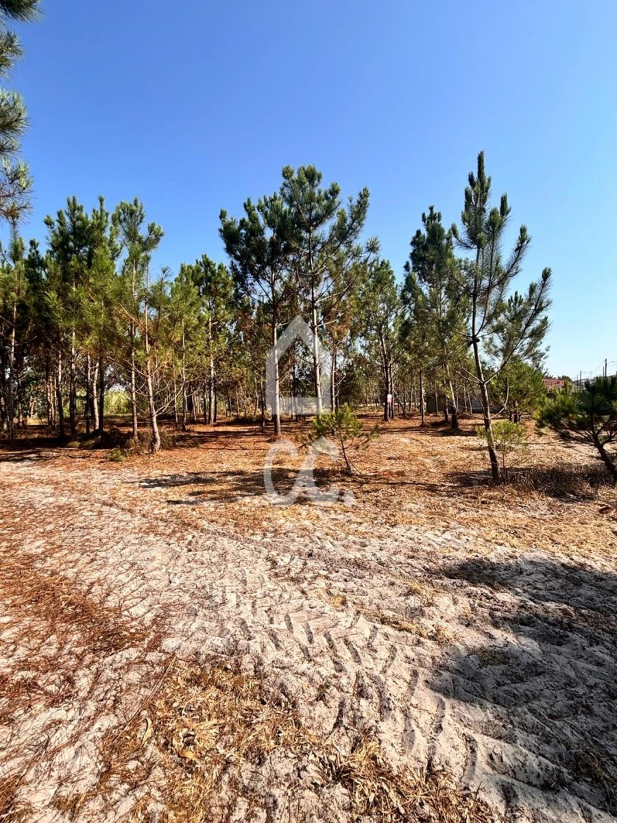 Terreno para Venda em Vieira de Leiria Foto 7