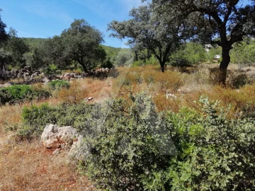 Terreno para Venda em Querença, Tôr e Benafim