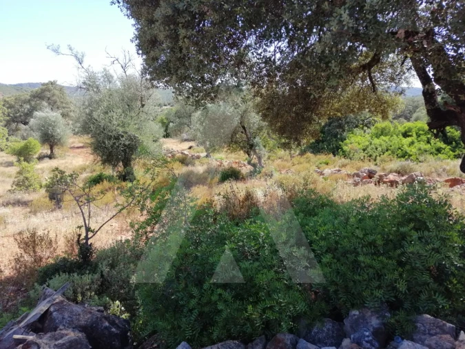 Terreno para Venda em Querença, Tôr e Benafim Foto 15