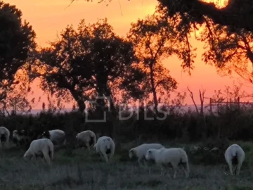 Moradia T4 para Venda em Mora