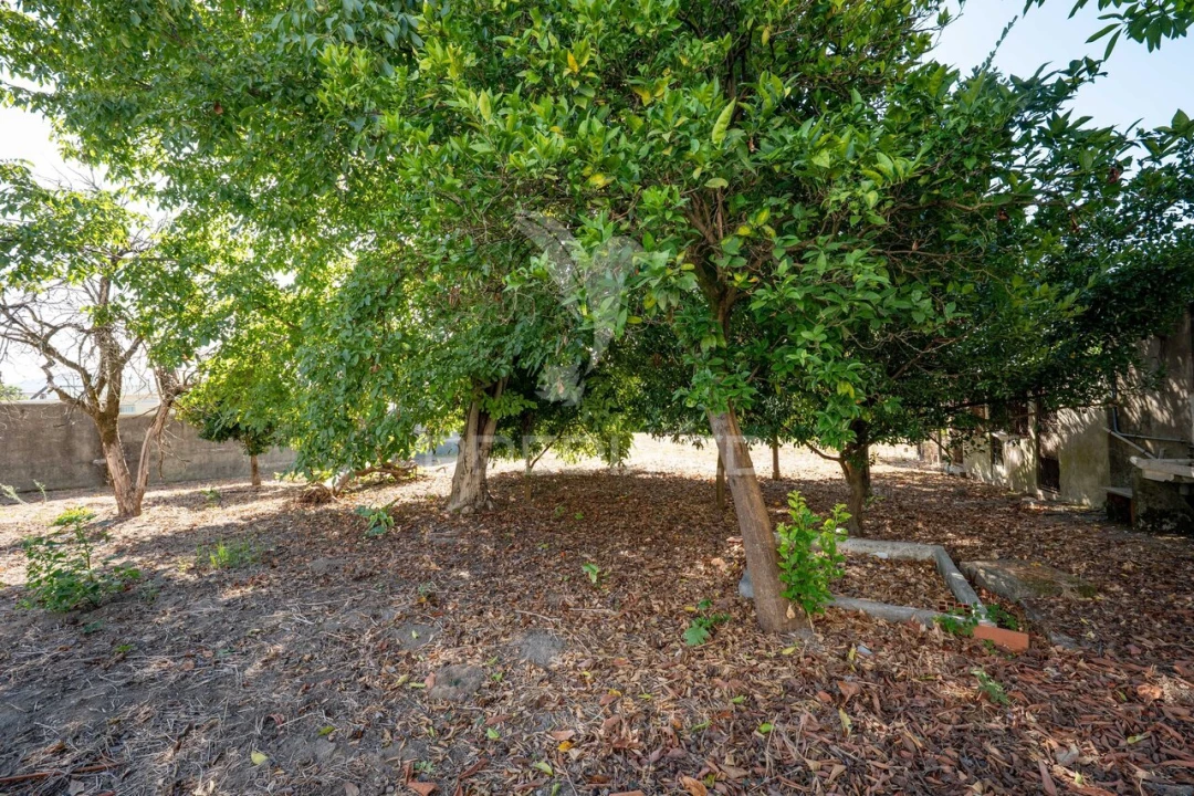 Terreno para Venda em Ferreiros, Prozelo e Besteiros Foto 8
