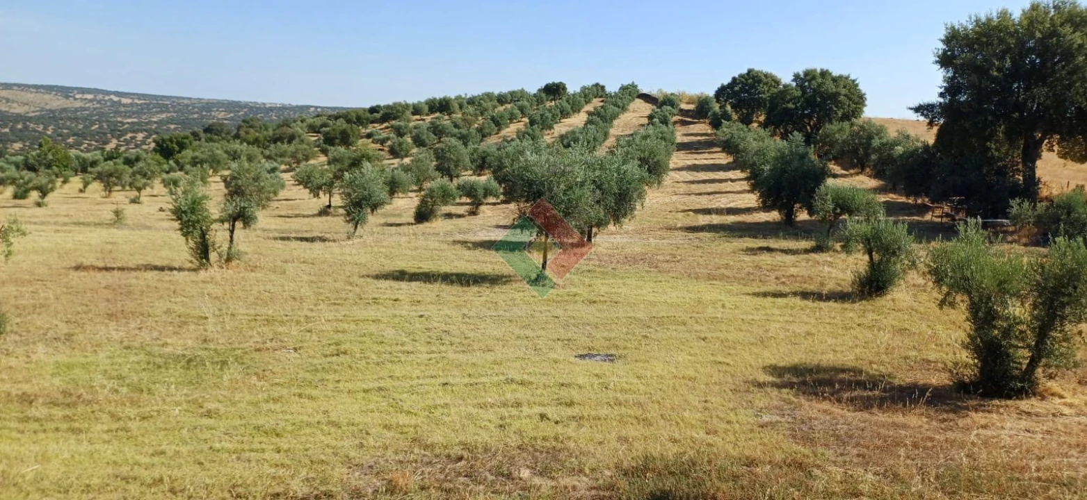 Terreno Agricola ou Rústico para Venda em Beirã Foto 1