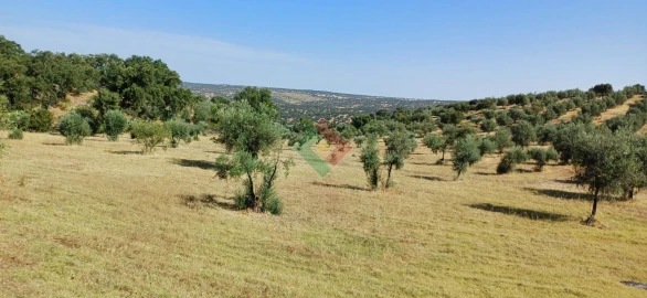 Terreno Agricola ou Rústico para Venda em Beirã