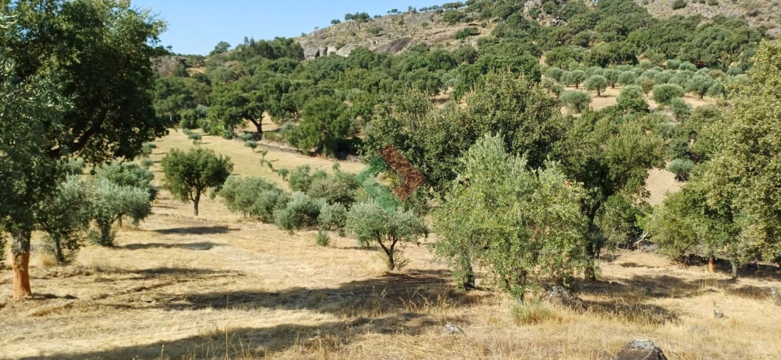 Terreno Agricola ou Rústico para Venda em Beirã Foto 3