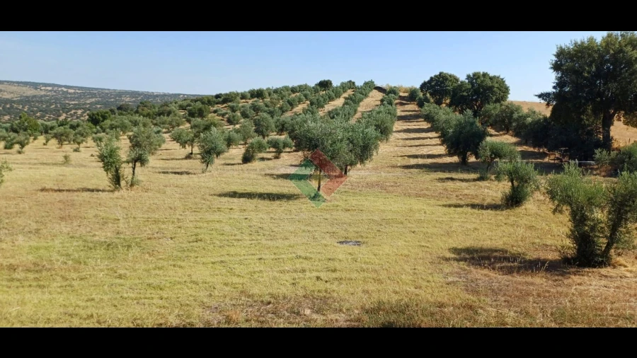 Terreno Agricola ou Rústico para Venda em Beirã