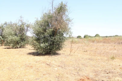 Terreno para Venda em Terrugem e Vila Boim