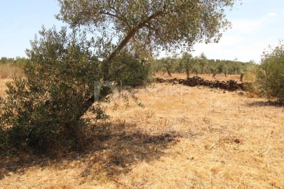 Terreno para Venda em Terrugem e Vila Boim